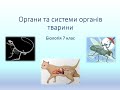 Біологія 7 клас. Органи  Системи органів тварин. Значення тварин