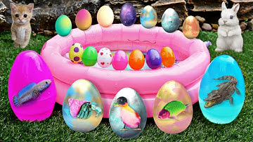 Bắt cá cảnh dễ thương, cái rổ thần kì chui ra các con vật, thỏ, vịt, ếch, rùa, cá koi #5