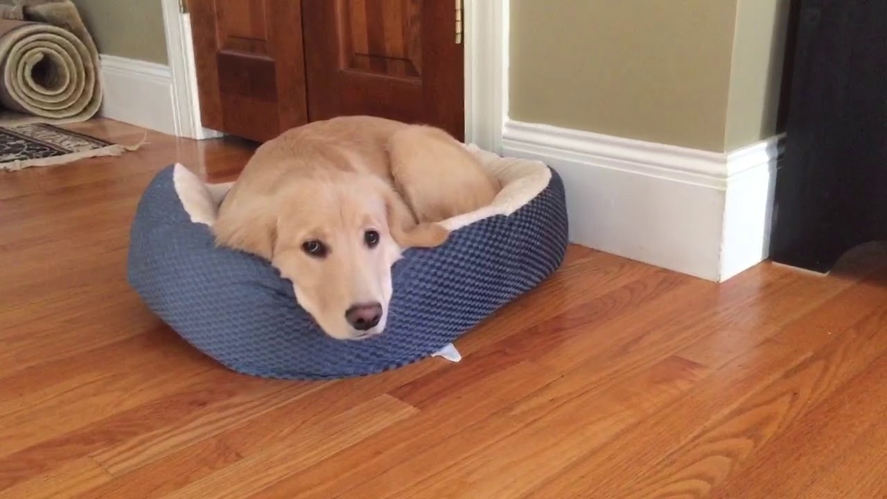 In My CVS Dog Bed YouTube