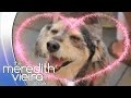 What Your Pets Are Really Up To! | The Meredith Vieira Show What Your Pets Are Really Up To! | The Meredith Vieira Show