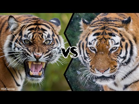 Video: Vilken är den största sibiriska eller bengaliska tigern?