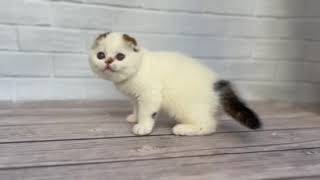 Charming Scottish Fold Kitten Nesquick by Lapa.shop: Pedigree Pets for You 27 views 9 days ago 25 seconds