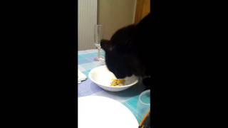 Cat Eats Chips