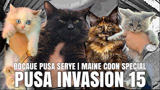 PUSA INVASION 15 | BOCAUE PUSA SERYE | MAINE COON SPECIAL | Nov. 24, 2023