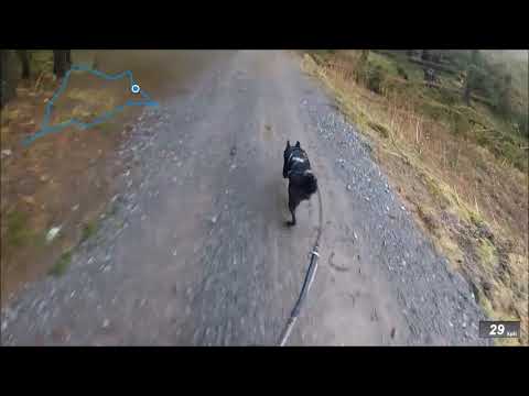 New Update Schlittenhunderennen Beneckenstein