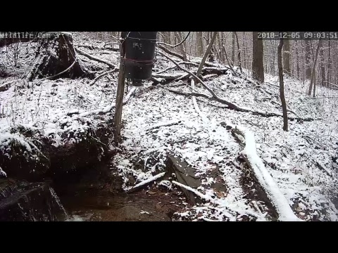 webcamera stegna Live Deer & Wildlife Webcam 3