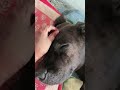 ❤️good morning #love #labradorretriever #viralvideo #hindisong #trending #bollywoodsongs #labrador