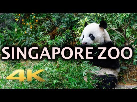 Video: Descrierea și fotografiile grădinii zoologice din Singapore - Singapore: Singapore