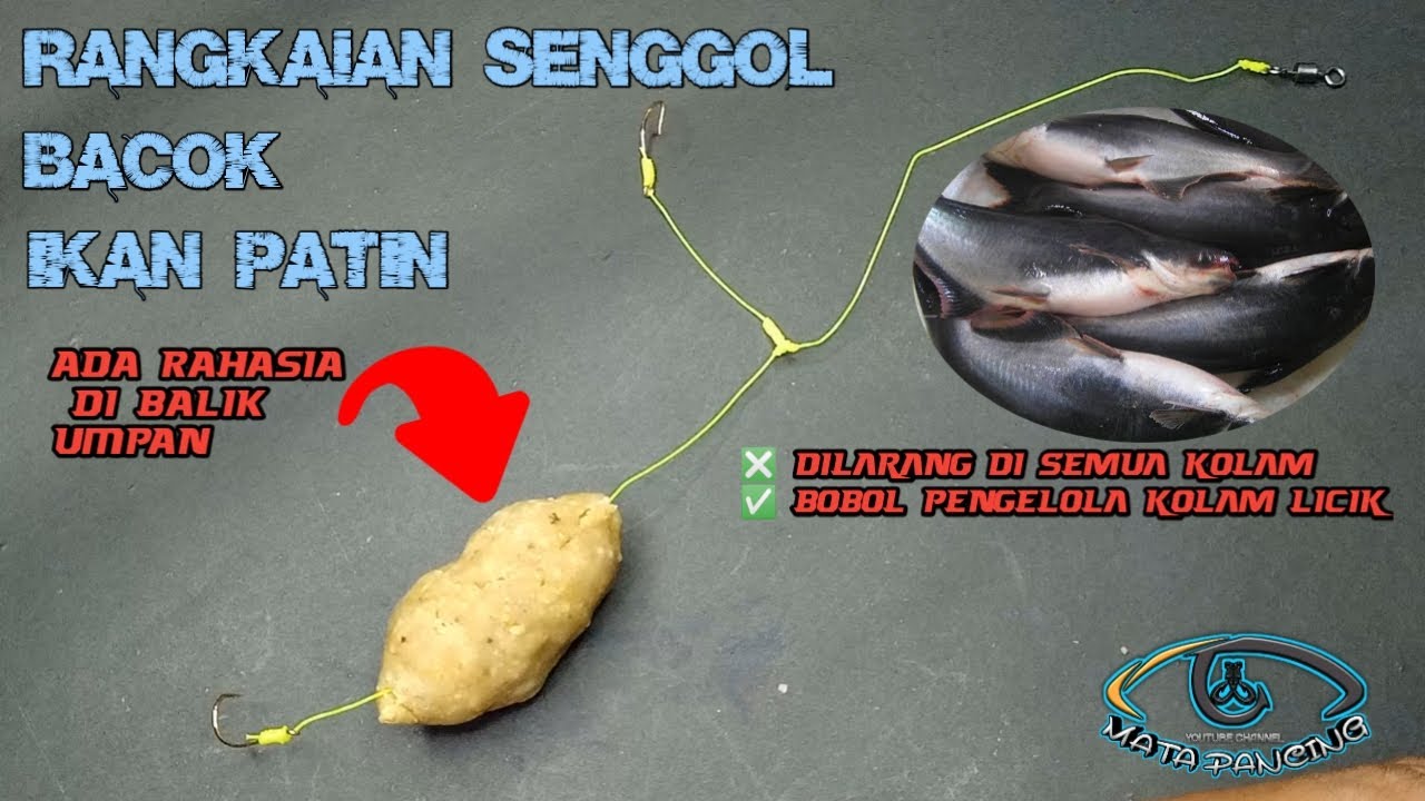 RANGKAIAN IKAN PATIN SENGGOL BACOK ‼️ DILARANG DI SEMUA KOLAM ‼️
