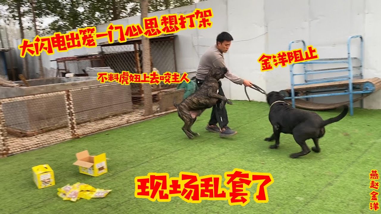大闪电出笼一门心思想打架，金洋阻止不料被虎妞咬，全场沸腾乱套了