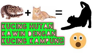 Hybrid Persilangan Kucing Alam Dengan Kucing Lokal