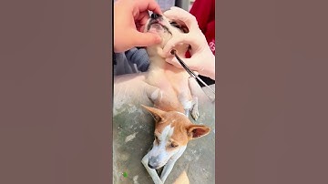 #dog #botfly