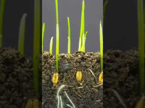 سورة الأنعام آيه ٩٩ وهو الذي أنزل من السماء ماء تأمل الكون حولك الحب والنخل والزيتون والرمان