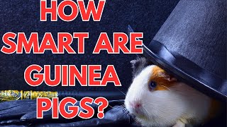 Are Guinea Pigs Smart? 🧠  Everything You Need to Know About Guinea Pig Intelligence!