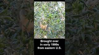 Eastern Fox Squirrel Foraging #wildlife #california