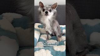 One Of Them Is GUILTY‼️😅 #funnyshorts #funnydogs #chihuahua #cutedog