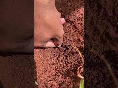 IQ Skills harvest 100,000 bullet ants to catch giant cricket for food