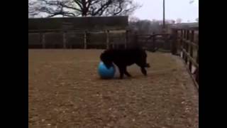 Falabella Plays Football