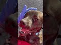Buella video