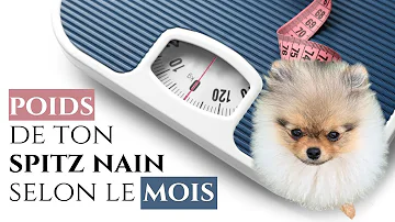 Quel est le poids d'un Spitz petit ?