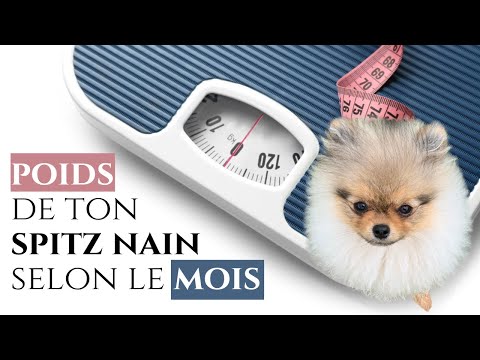 Vidéo: Quelle doit être la taille d'un Chi-Pom?