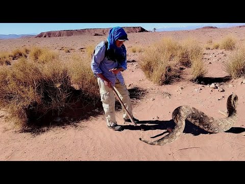 مغامره خطيره صيد اضخم الافعى الهيشه في صحراء المغرب نطلب من الله السلام والعافيه