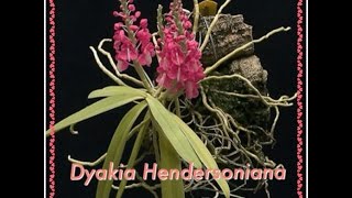 Dyakia Hendersoniana orchid / коллекционные орхидеи(This video is about Dyakia Hendersoniana orchid Это видео о моей новой орхидеи Dyakia Hendersoniana. Пересадка, уход, среда обитания.... ..., 2015-09-06T12:34:38.000Z)