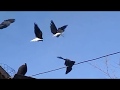Голуби нколаевские г Мариуполя белохвостые