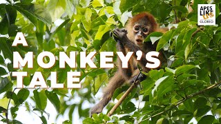 A MONKEY'S TALE by Apes Like Us 2,085 views 2 years ago 1 minute, 32 seconds