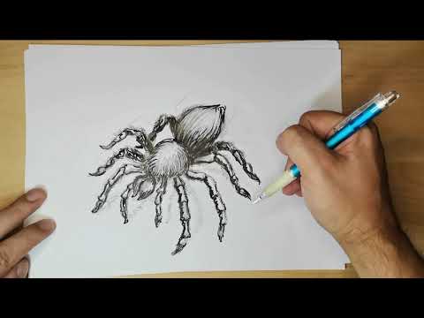 Video: Come Disegnare Una Tarantola