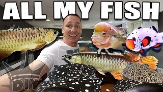 All My Aquarium Fish - Update