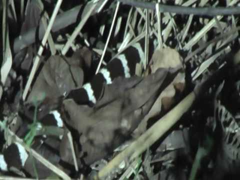 Ranker Video