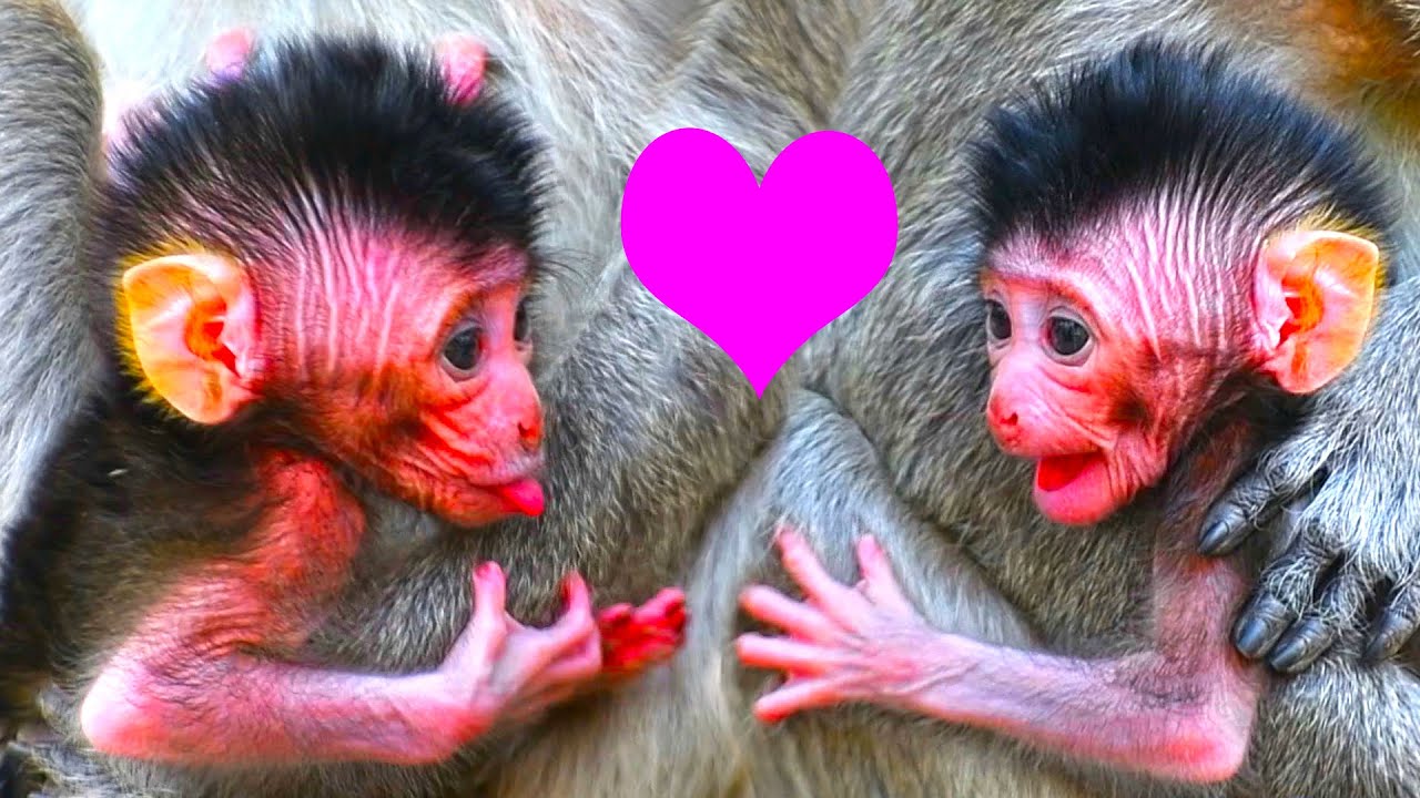 Sweetest newborn baby monkey very active movement after get milk