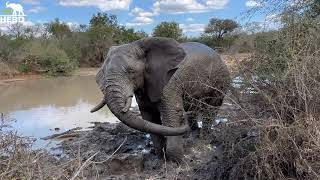 Three Big Bull Elephants & A Whole Lot of Mud Splashing!