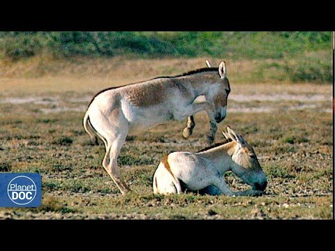 Desierto de Little Rann (La India) - Documental Completo