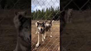 Wolf Pack Suddenly Charges Toward Fence #OneShotVideo #wolfpack #animalattack #wildlifeai