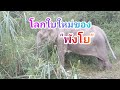 โลกใบใหม่ของ"พังโย"