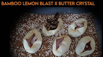 Ball Python Egg Cutting - Bamboo Lemon Blast to Butter Crystal