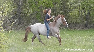 Metallic Radiance - bareback and bridleless pasture riding! - ValleyViewRanch.net