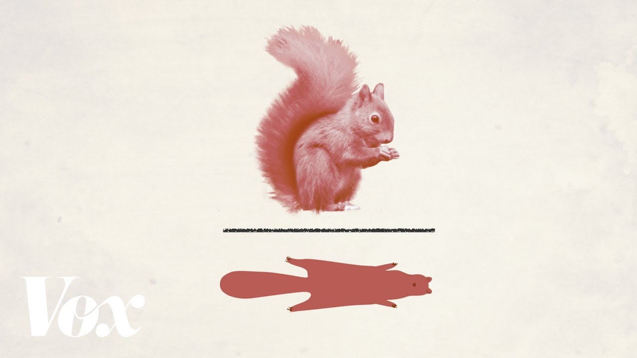 How red squirrel pelts shaped our systems [Advertiser content