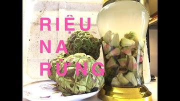 NGÂM RIỆU QUẢ NA RỪNG ĐÚNG CÁCH