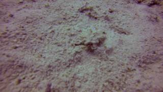 Sea moth at Marsa Shagra House Reef