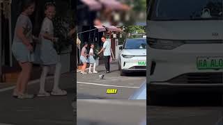 You won't believe why this Pigeon is so Friendly 😂 #funny #viralvideo #shorts