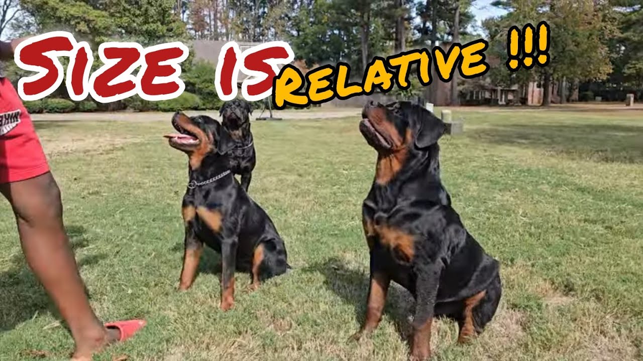 Rottweiler size is Relative!!! - YouTube
