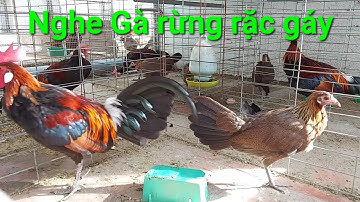Gà rừng rặc vẫn gáy sung mùa thay lông!