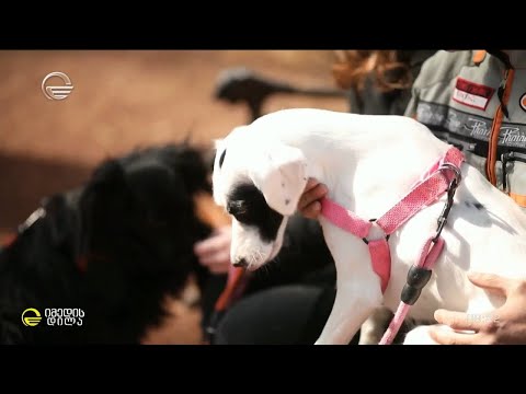 „თათების იმედის“ 4 წლის ისტორია რუბრიკაში #თათების_იმედი სოფია ბეროშვილთან ერთად