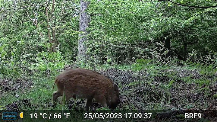 A Lone Boar Piglet - Forest Of Dean