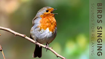 Birds Chirping - Relaxing Sounds from Nature, Positive Energy For Morning, Study and Work