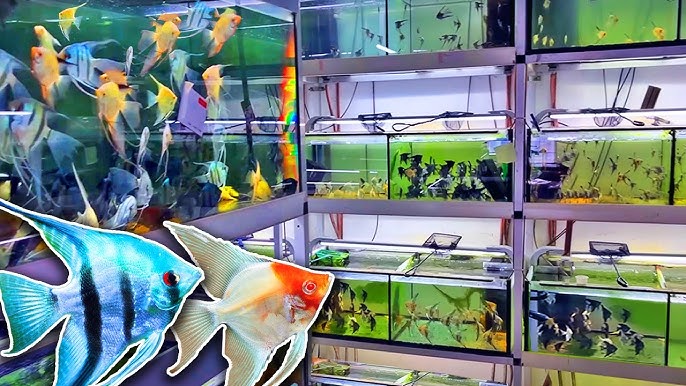 Where Your Pet Fish Live in the Wild—DIVE INTO THE  RAINFOREST! 