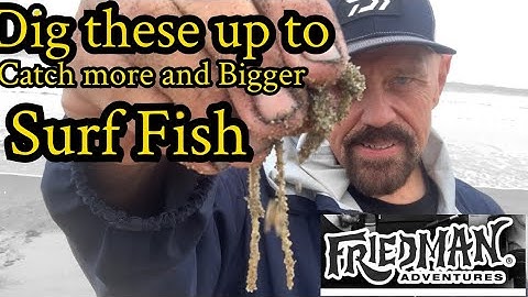 How to dig up sand worms on Southern California beaches to catch more and bigger surf fish!